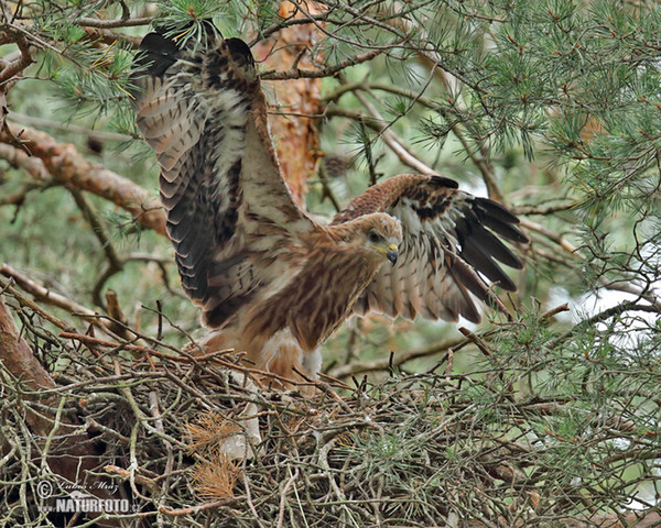 Haja červená (Milvus milvus)