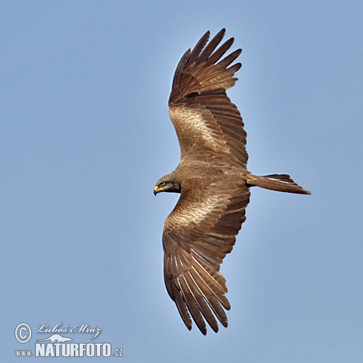 Haja tmavá (Milvus migrans)