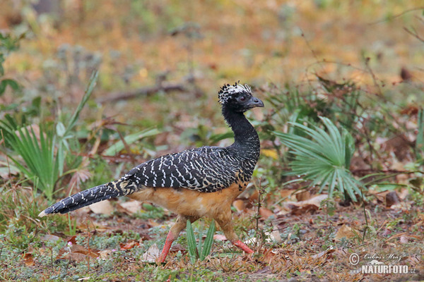 Hoko žlutozobý (Crax fasciolata)