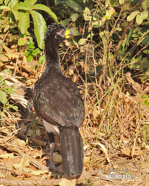 Hoko žlutozobý (Crax fasciolata)