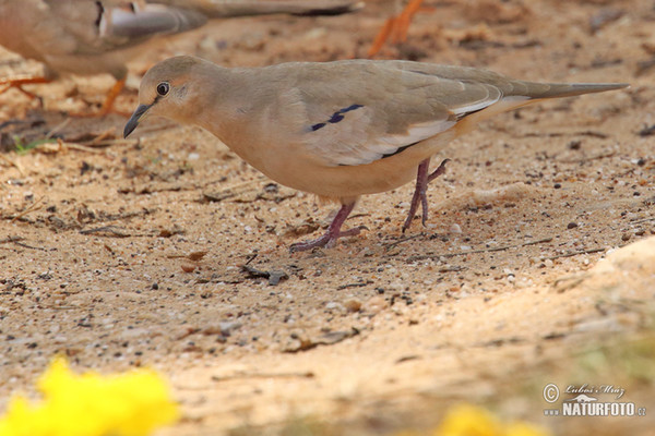 Holoubek pikui (Columbina picui)