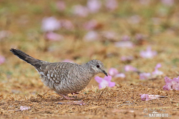 Holoubek šupinatý (Columbina squammata)