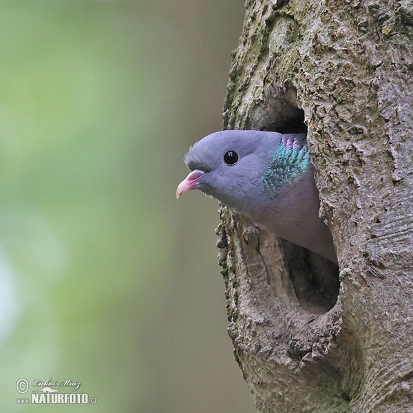 Holub doupňák (Columba oenas)