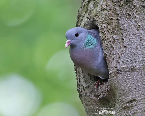 Holub doupňák (Columba oenas)