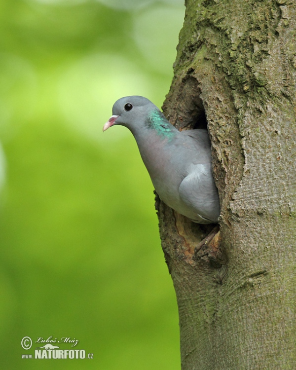 Holub doupňák (Columba oenas)