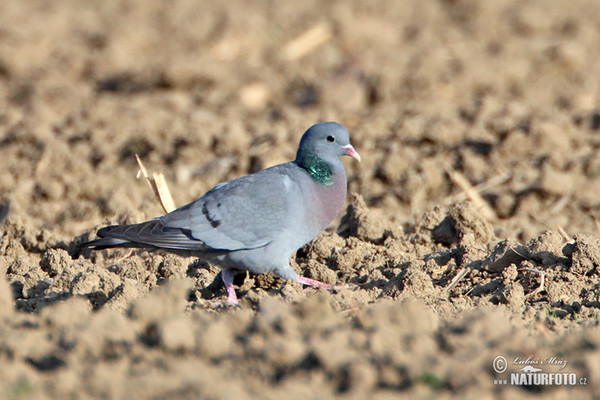 Holub doupňák (Columba oenas)