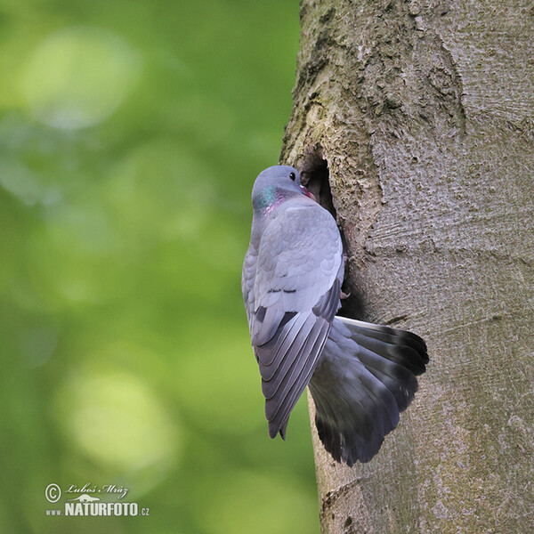 Holub doupňák (Columba oenas)