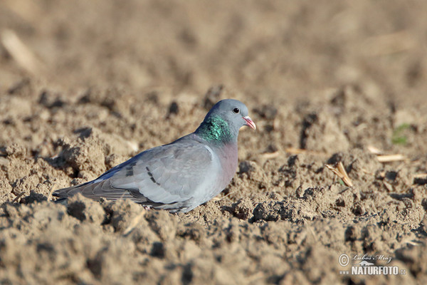 Holub doupňák (Columba oenas)