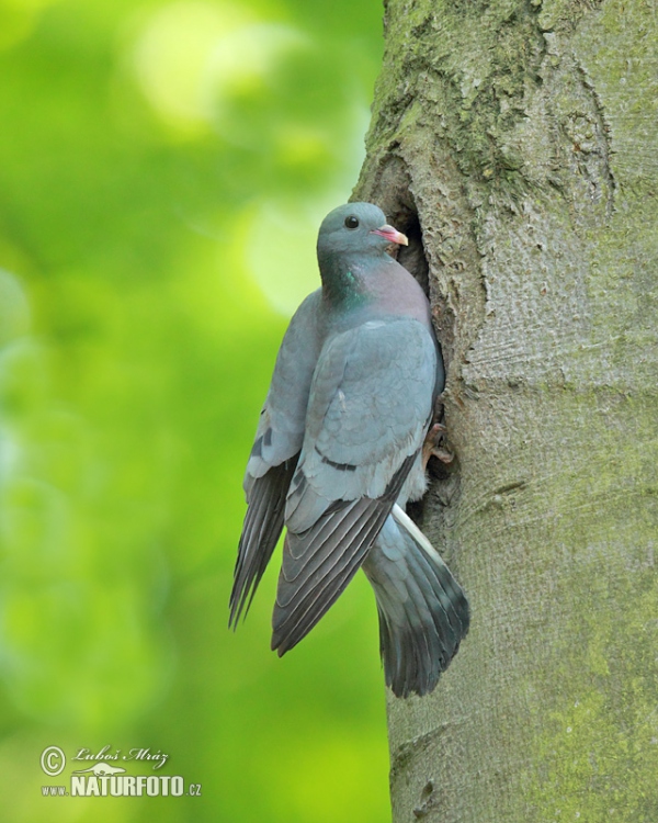 Holub doupňák (Columba oenas)