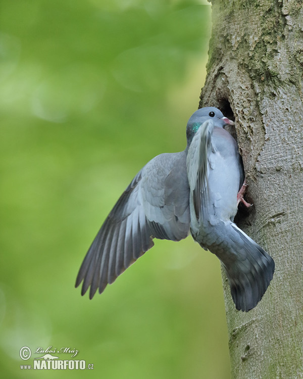 Holub doupňák (Columba oenas)