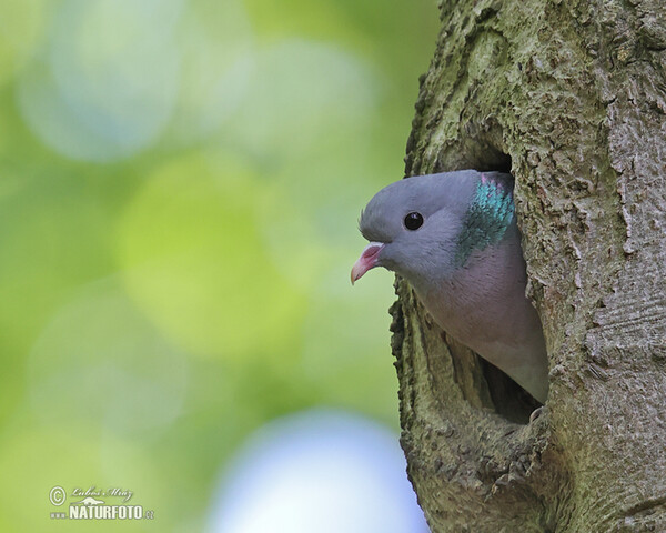 Holub doupňák (Columba oenas)