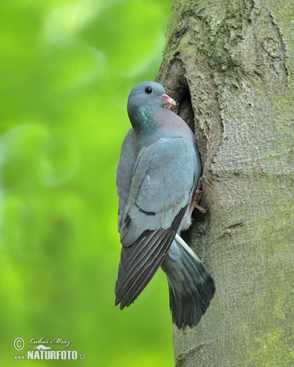 Holub doupňák (Columba oenas)