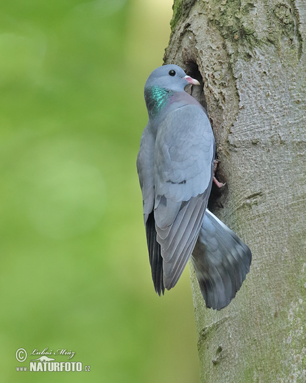 Holub doupňák (Columba oenas)