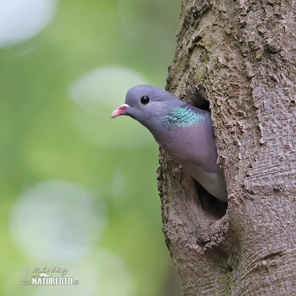 Holub doupňák (Columba oenas)