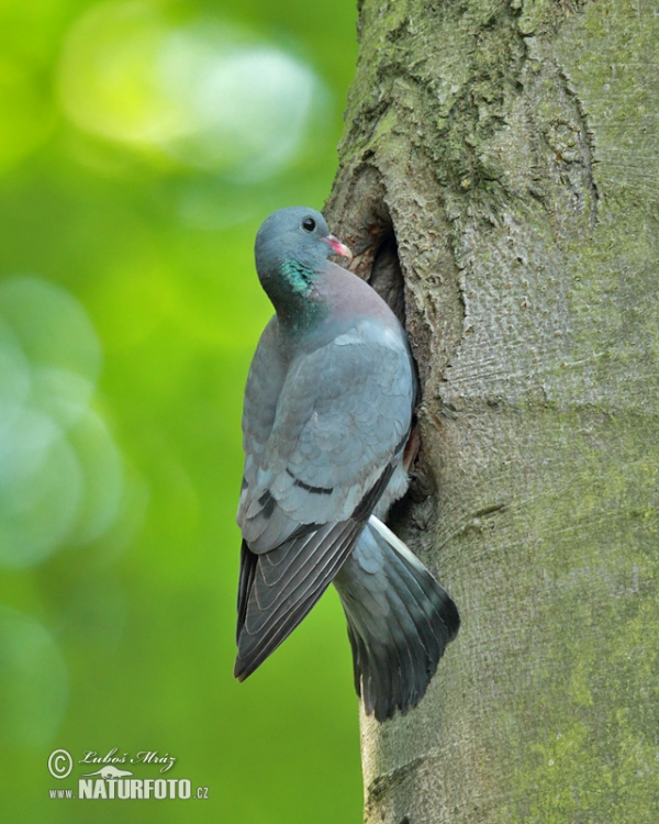 Holub doupňák (Columba oenas)