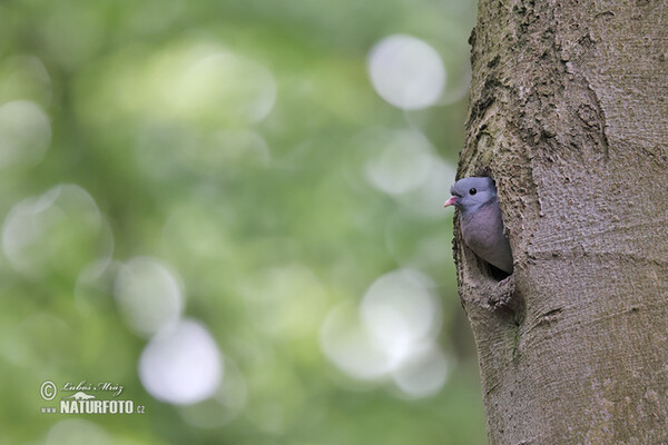 Holub doupňák (Columba oenas)