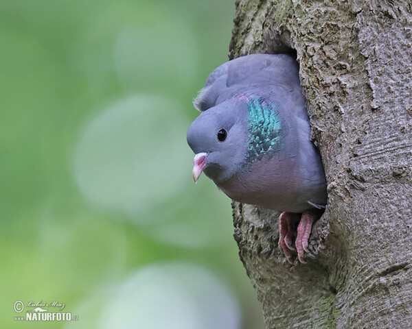 Holub doupňák (Columba oenas)