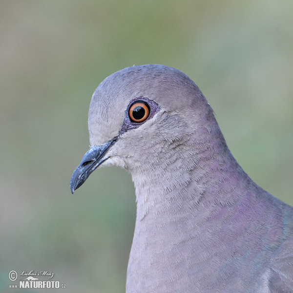 Holub fialový (Geotrygon violacea)