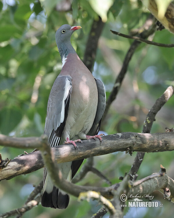 Holub hřivnáč (Columba palumbus)