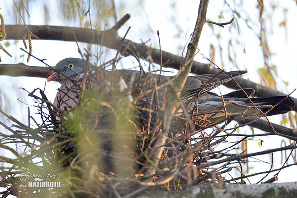 Holub hřivnáč (Columba palumbus)