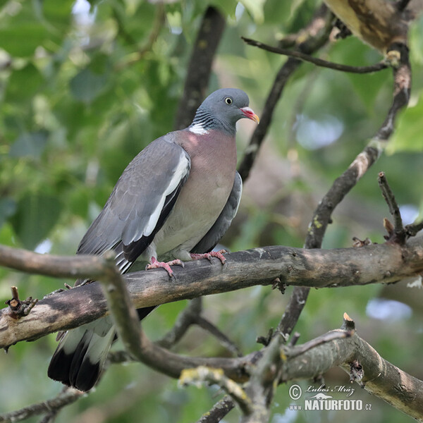 Holub hřivnáč (Columba palumbus)