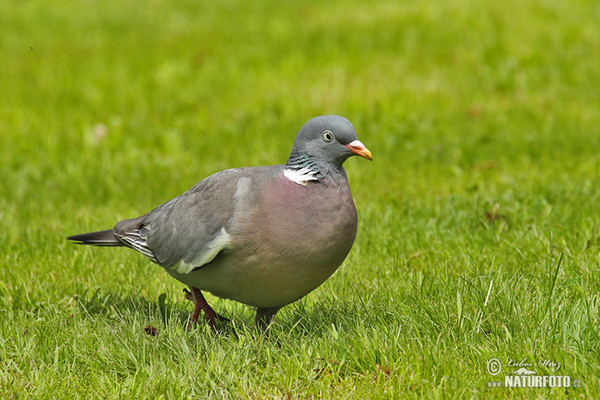 Holub hřivnáč (Columba palumbus)