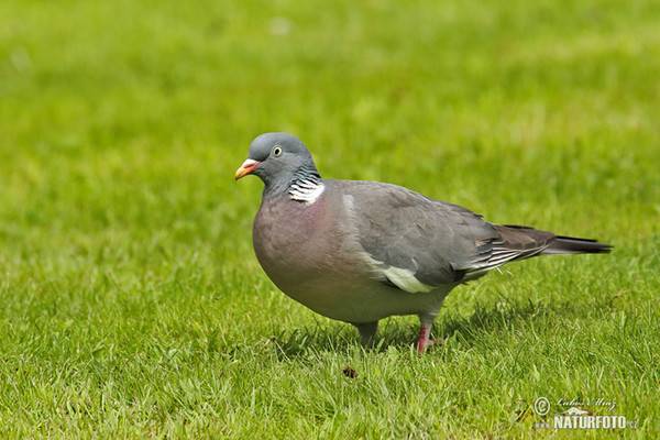 Holub hřivnáč (Columba palumbus)