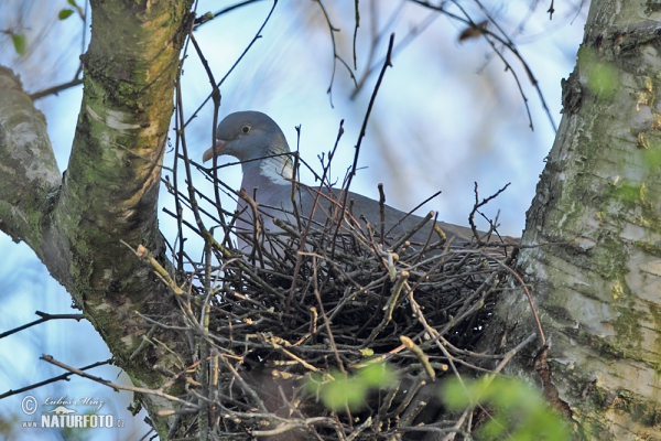 Holub hřivnáč (Columba palumbus)