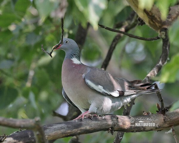 Holub hrivnák (Columba palumbus)