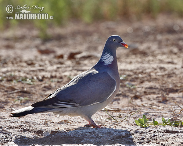 Holub hrivnák (Columba palumbus)