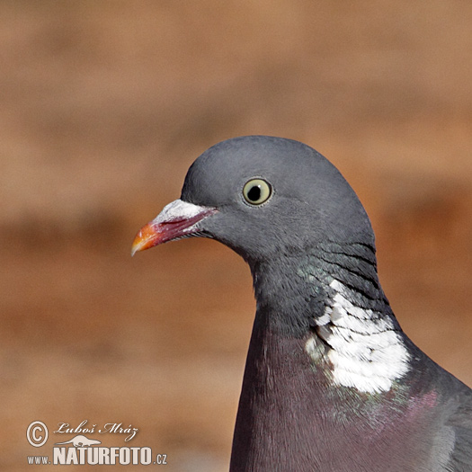 Holub hrivnák (Columba palumbus)