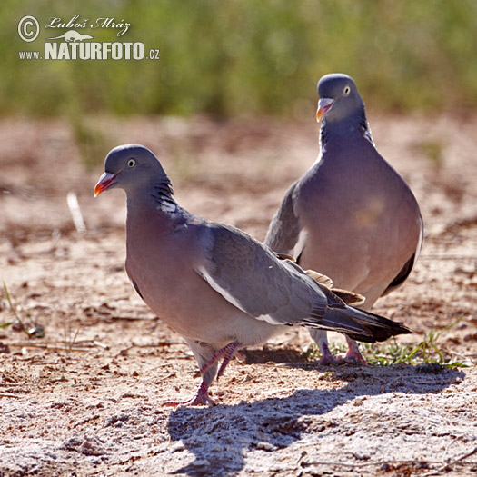 Holub hrivnák (Columba palumbus)