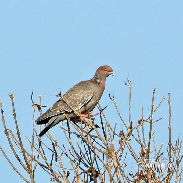 Holub pikazuro (Patagioenas picazuro)