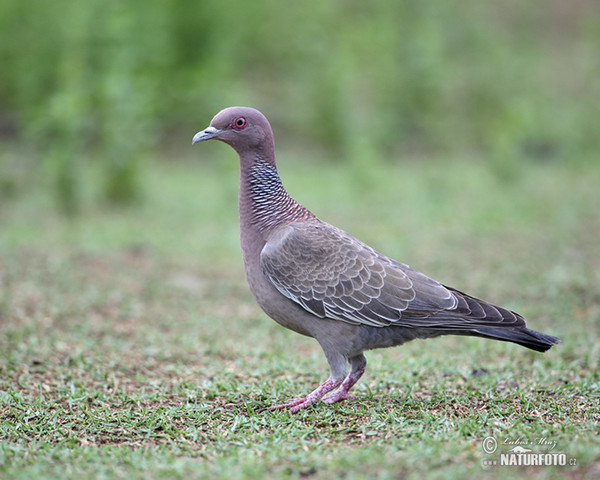 Holub pikazuro (Patagioenas picazuro)