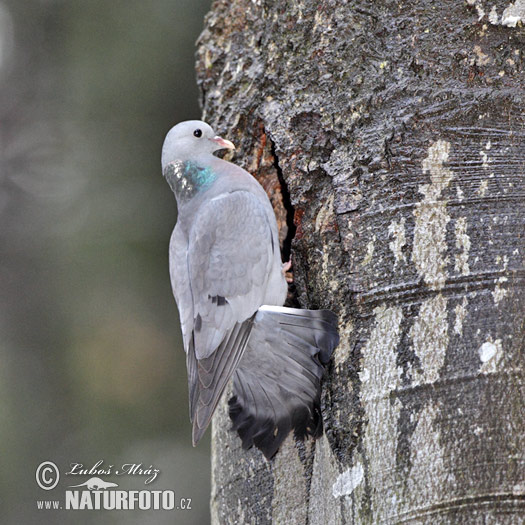 Holub plúžik (Columba oenas)