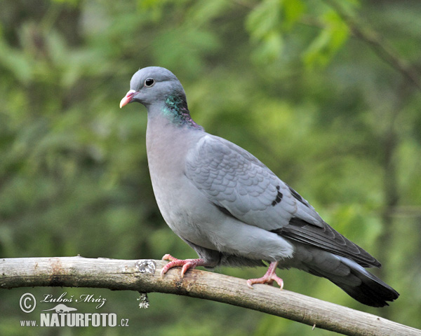 Holub plúžik (Columba oenas)
