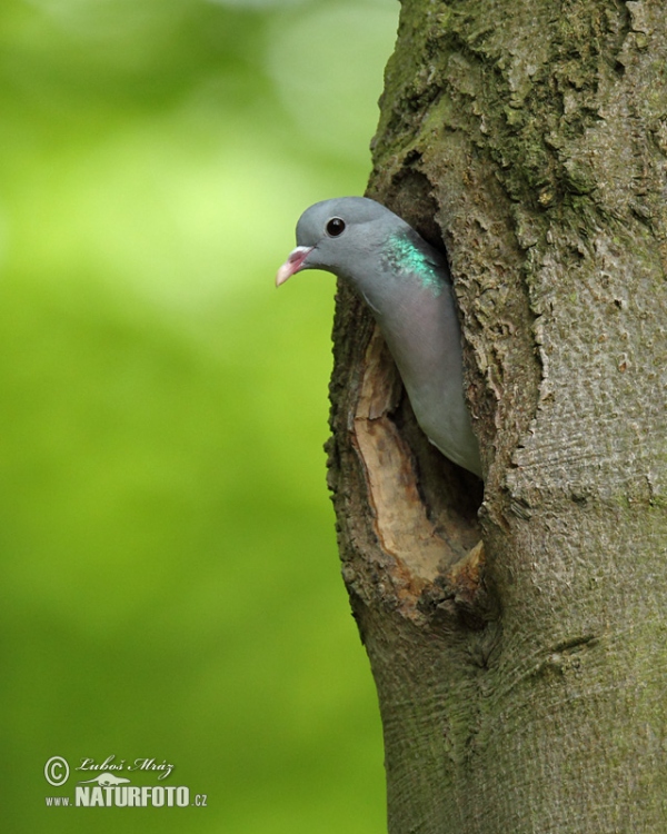 Holub plúžik (Columba oenas)