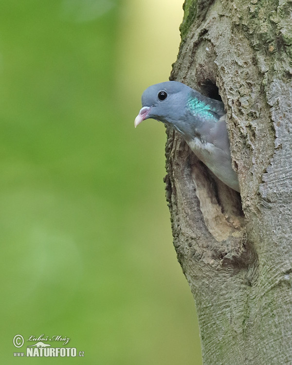 Holub plúžik (Columba oenas)