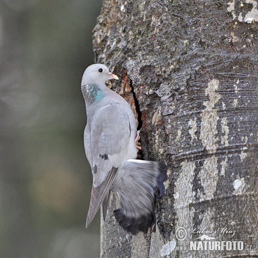 Holub plúžik (Columba oenas)