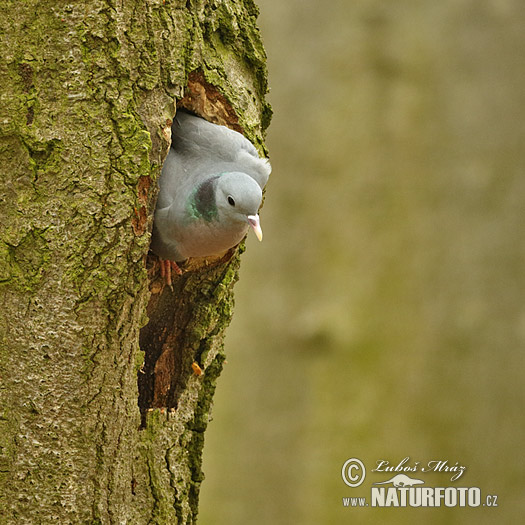 Holub plúžik (Columba oenas)