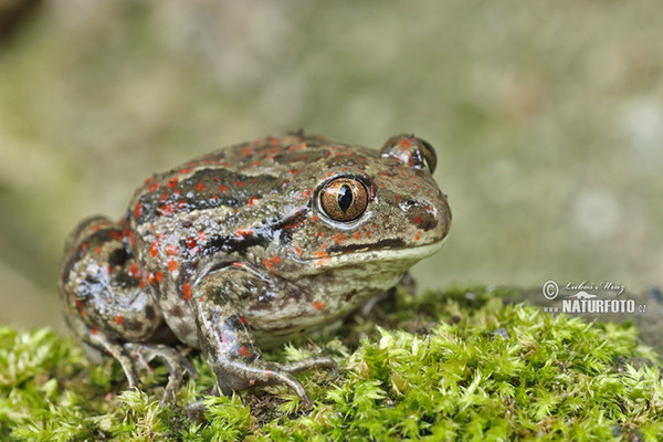 Hrabavka škvrnitá (Pelobates fuscus)