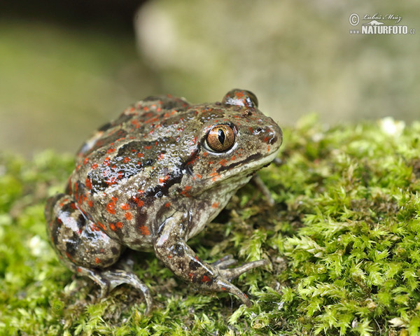 Hrabavka škvrnitá (Pelobates fuscus)