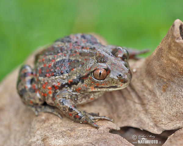 Hrabavka škvrnitá (Pelobates fuscus)