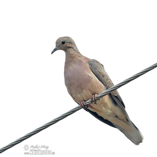 Hrdlička černouchá (Zenaida auriculata)