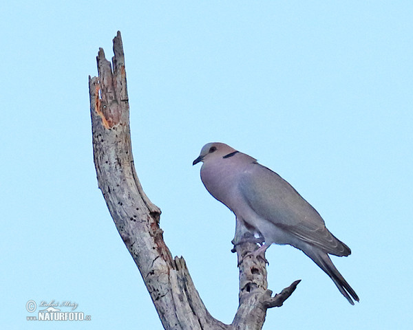 Hrdlička červenooká (Streptopelia semitorquata)