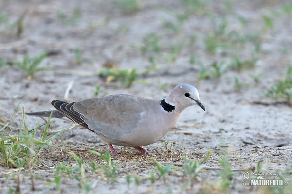 Hrdlička damarská (Streptopelia capicola)