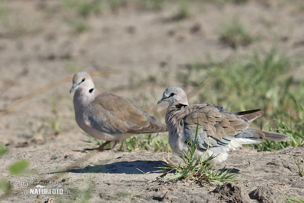 Hrdlička damarská (Streptopelia capicola)