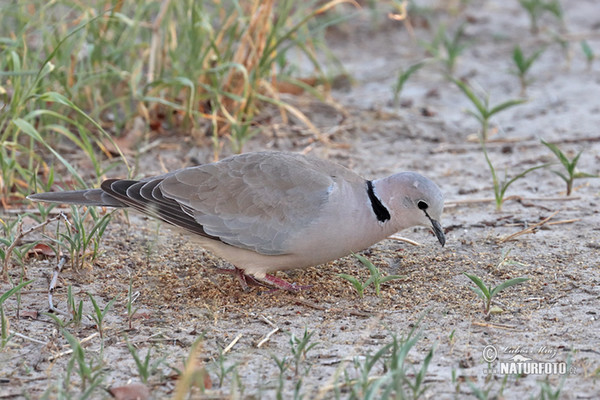 Hrdlička damarská (Streptopelia capicola)