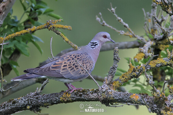 Hrdlička divoká (Streptopelia turtur)