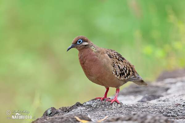 Hrdlička galapážská (Zenaida galapagoensis)